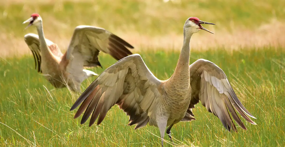 Sandhill Crane - The Animal Facts - Appearance, Diet, Habitat, Lifespan Sandhill Crane - The Animal Facts - Appearance, Diet, Habitat, Lifespan