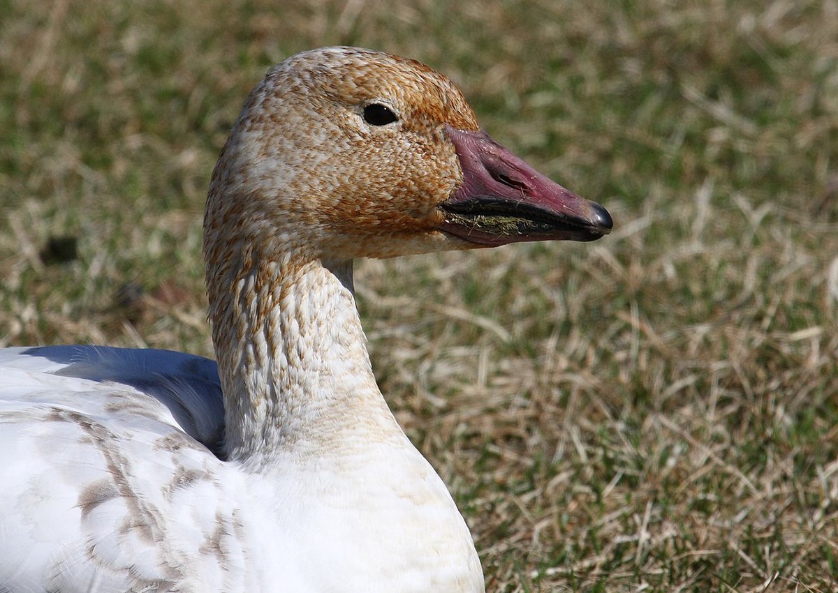 Snow Goose The Animal Facts Appearance, Diet, Habitat, Behavior