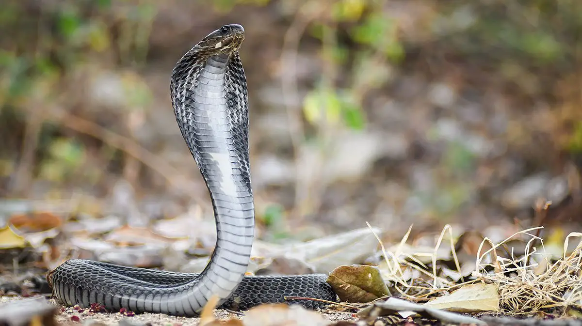 Yellow Cobra Animal Facts