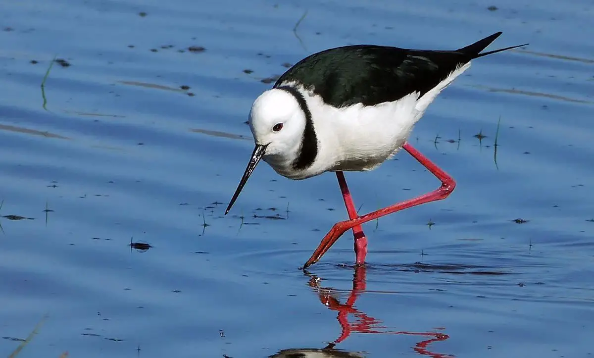 BlackWinged Stilt The Animal Facts Appearance, Diet, Habitat, Lifespan
