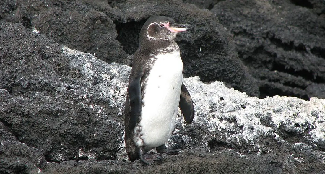 Galapagos Penguin - The Animal Facts - Appearance, Diet, Habitat, Range