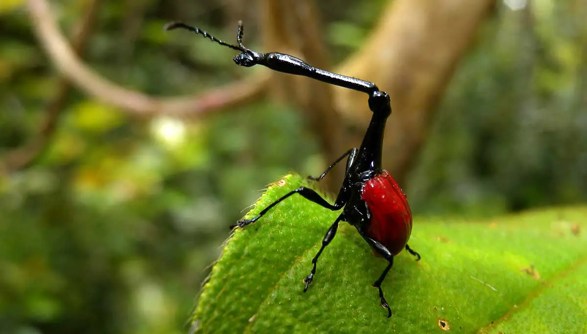 Giraffe Necked Weevil | The Animal Facts | Appearance, Diet, Habitat