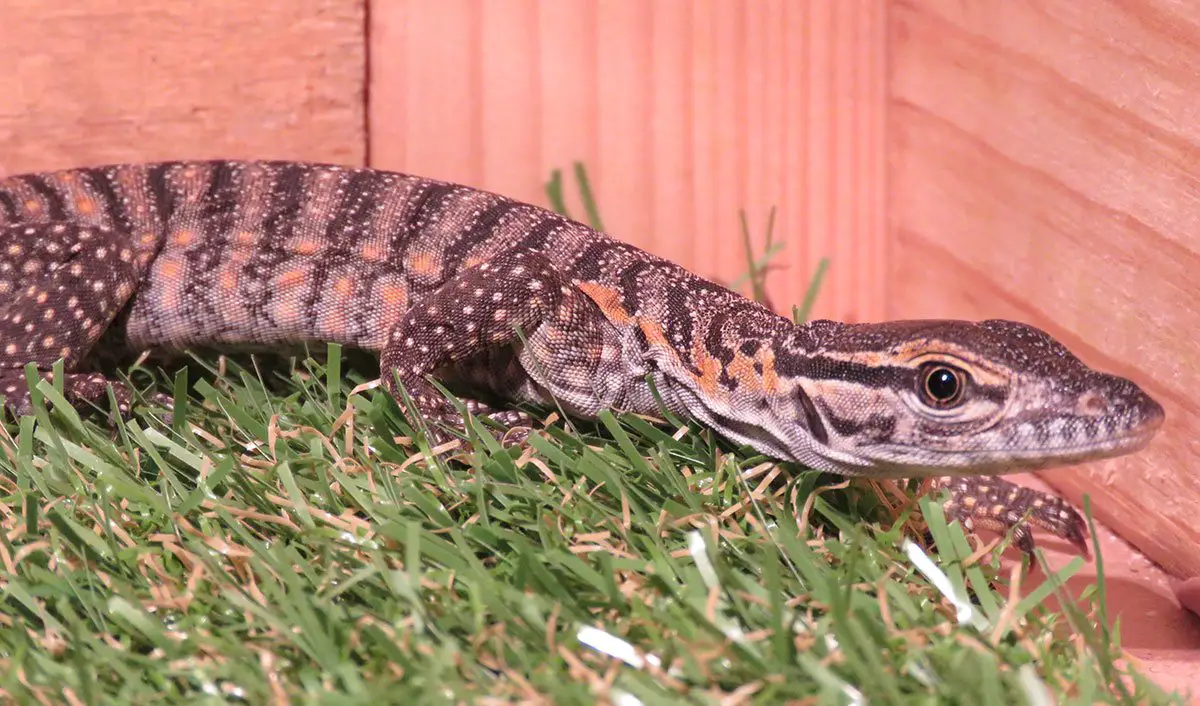Goanna goanna