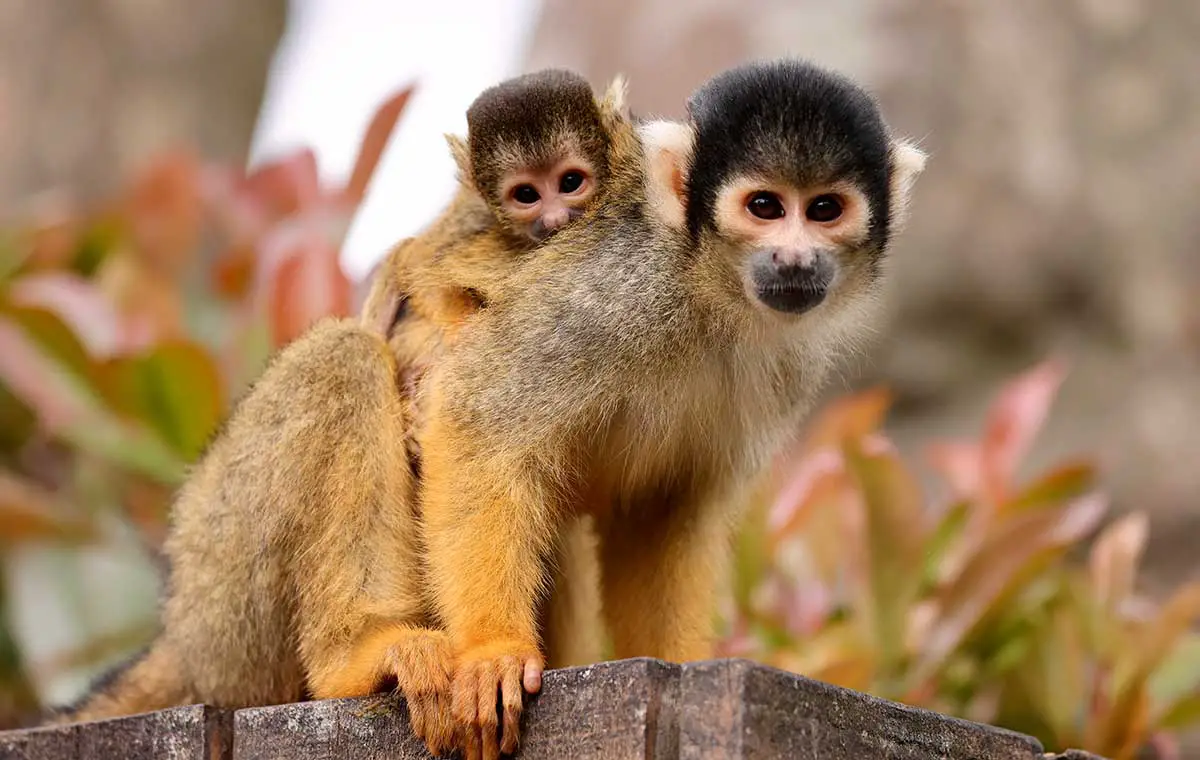 London Zoo Squirrel Monkey Infants