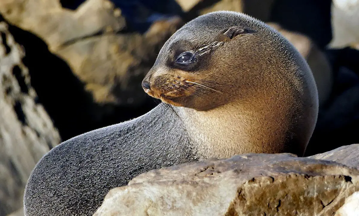 New Zealand Fur Seal - The Animal Facts - Appearance, Diet, Habitat