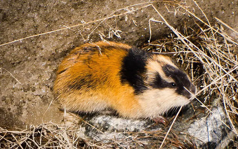 Norway Lemming, The Animal Facts