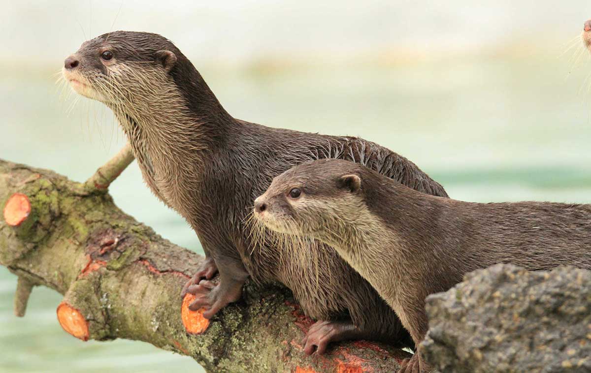 Otters Arrive Orana Wildlife Park