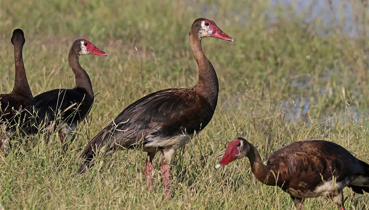 Spur-Winged Goose - The Animal Facts - Appearance, Diet, Habitat, Range