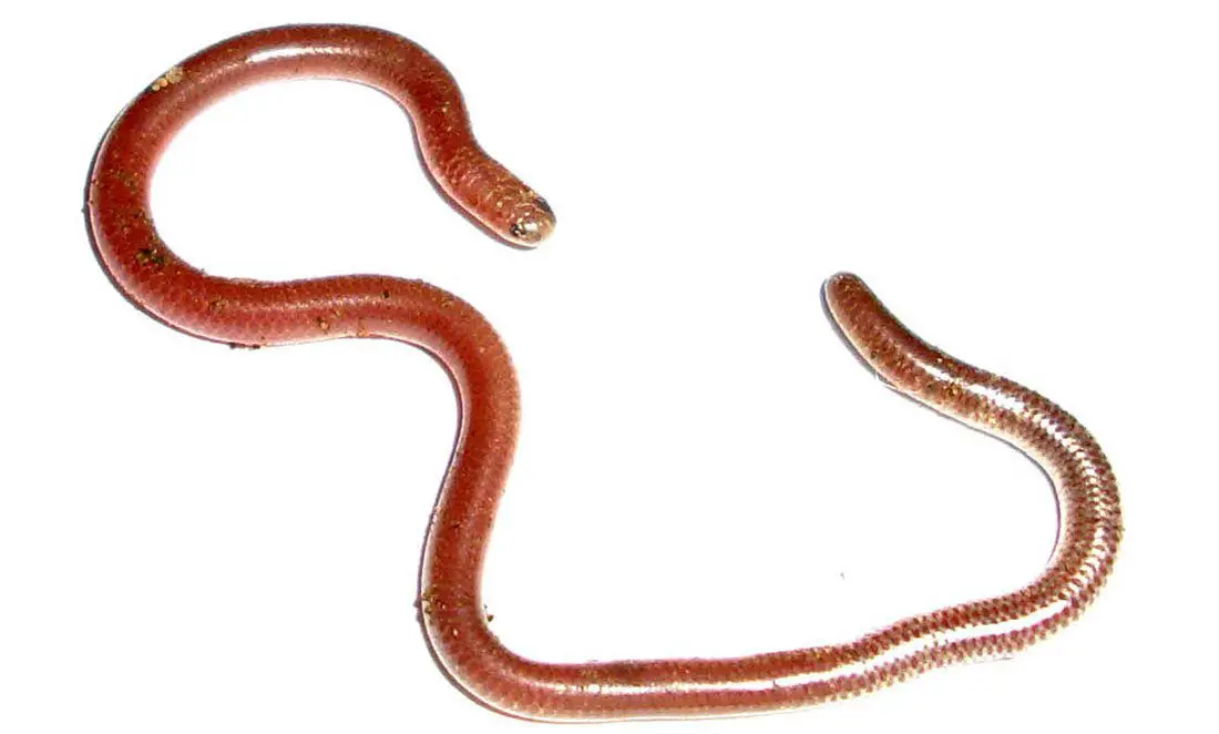 Texas Threadsnake The Animal Facts Appearance, Diet, Habitat, Range