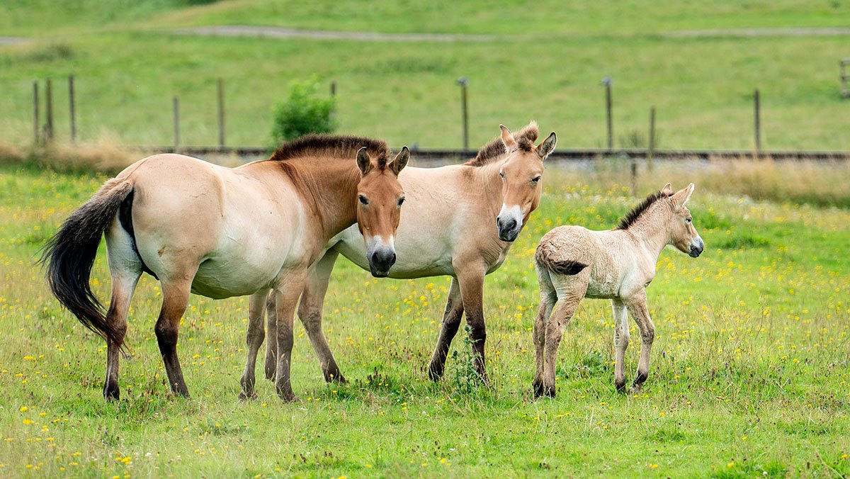 Przewalski's Horse Foal Whipsnade Zoo