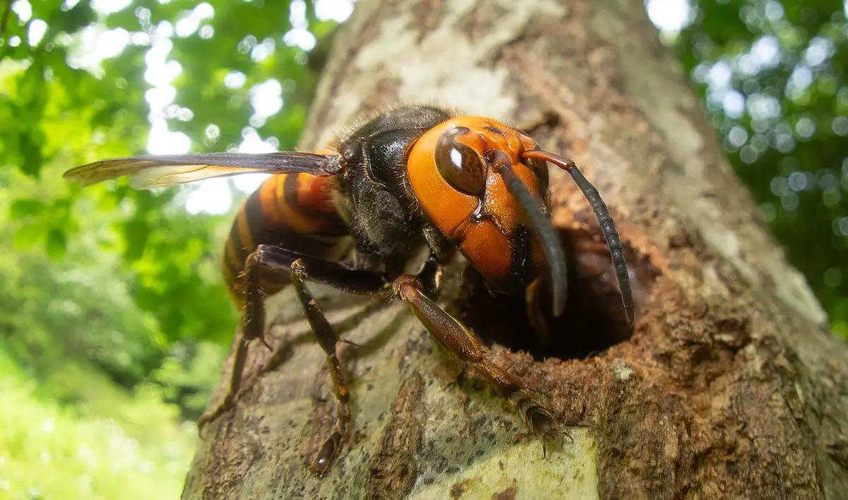 Asian Giant The Animal Facts Appearance, Diet, Habitat, Range