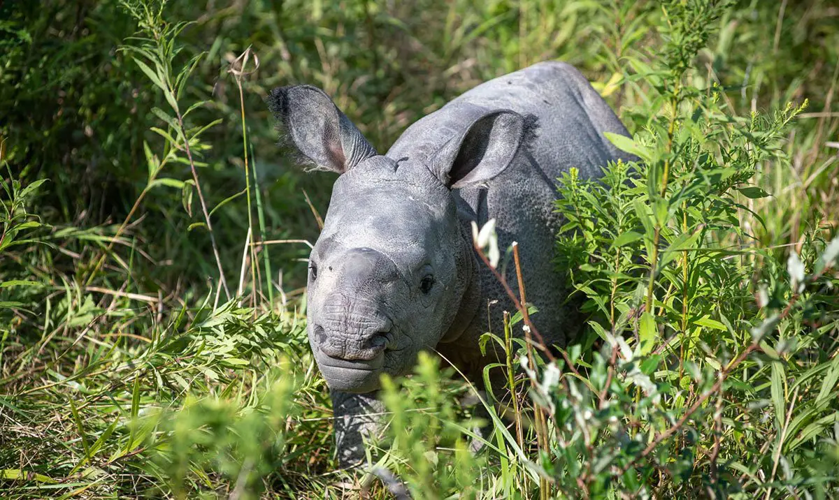 Asian one-horned rhino calf The Wilds