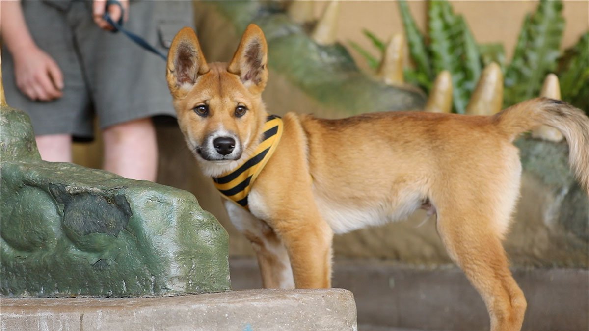 Dingo puppy adventure Australian Reptile Park