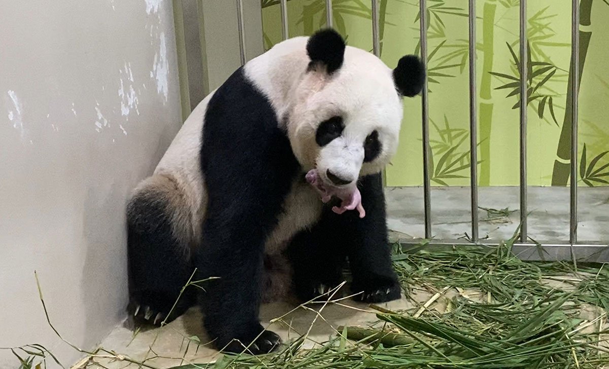 Giant Panda Cub River Safari WRS