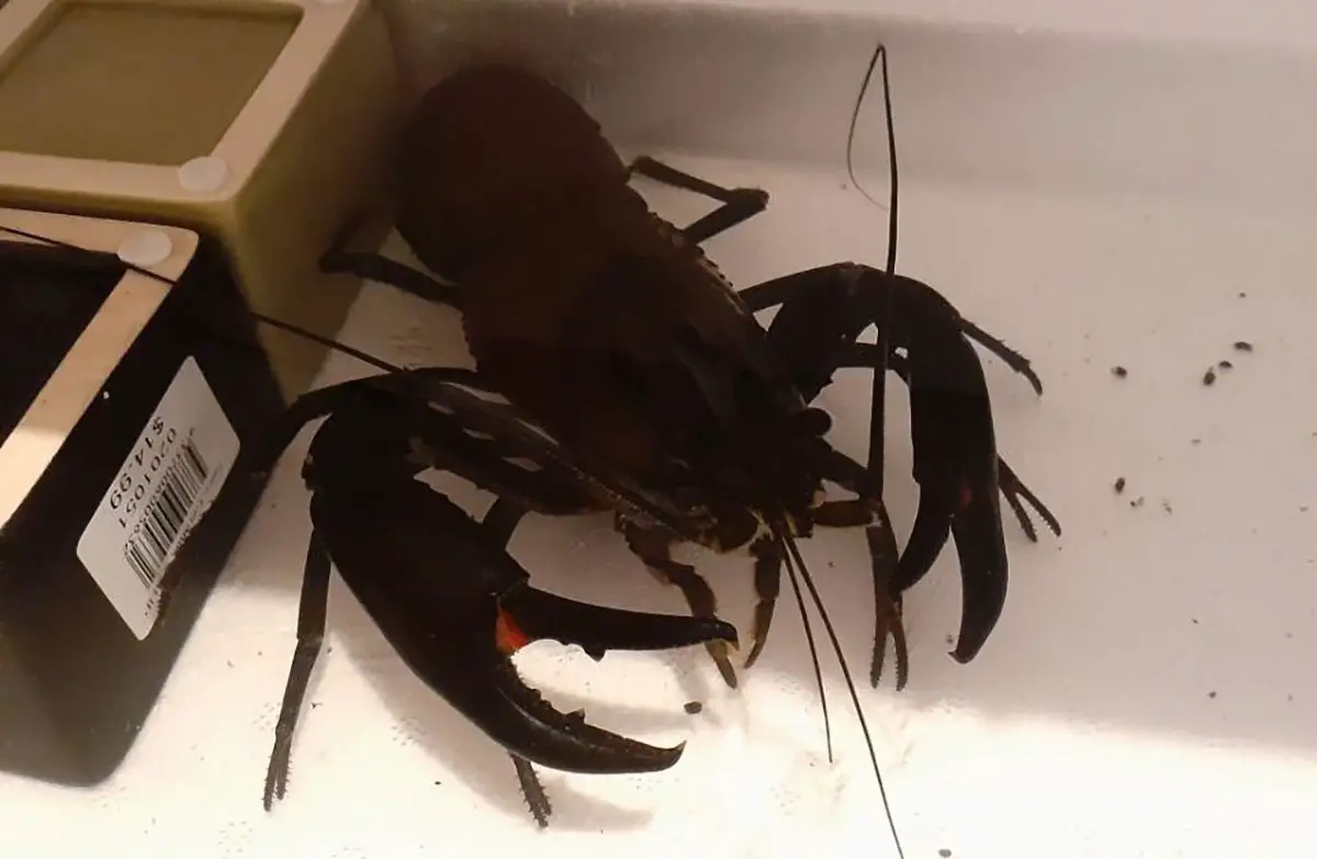 Pinchy the Lucky Crayfish at SEA LIFE Sydney Aquarium