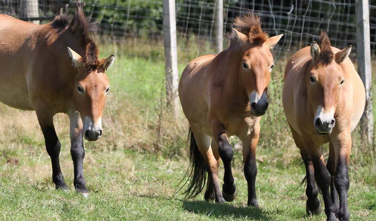 Przewalski's Horse Edinburgh Zoo RZSS