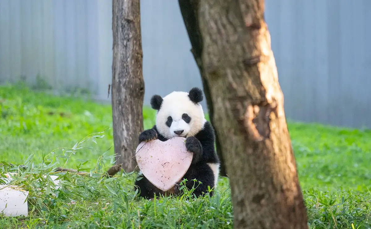 Giant Panda Cub - Xiao Qi Ji - Birthday Party