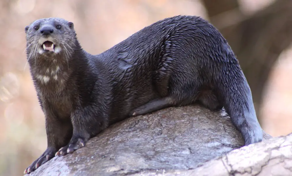 Spotted-Necked Otter | The Animal Facts | Appearance, Diet, Habitat