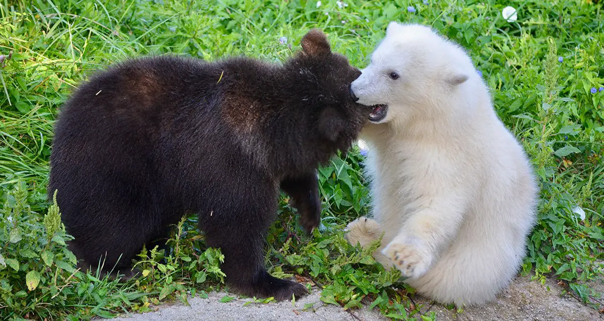Baby Bears Make Friends at Detroit Zoo