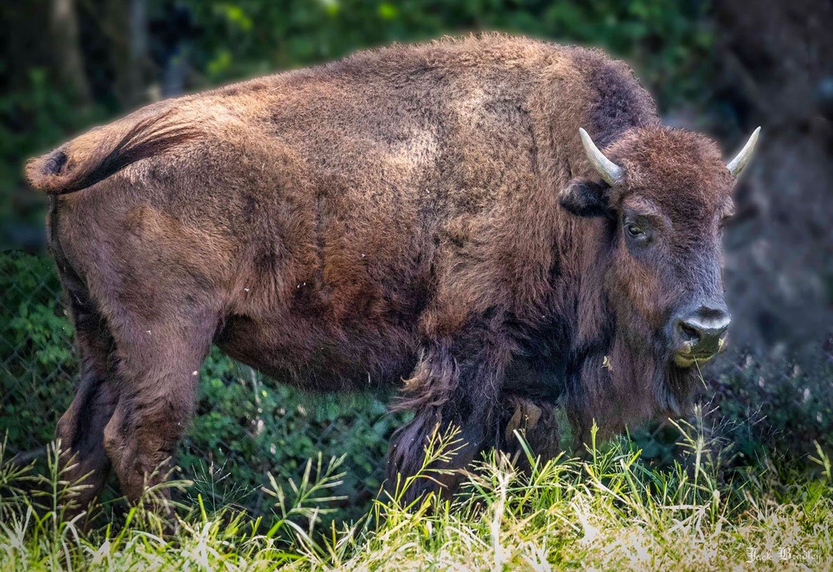American bison at Connecticut's Beardsley Zoo