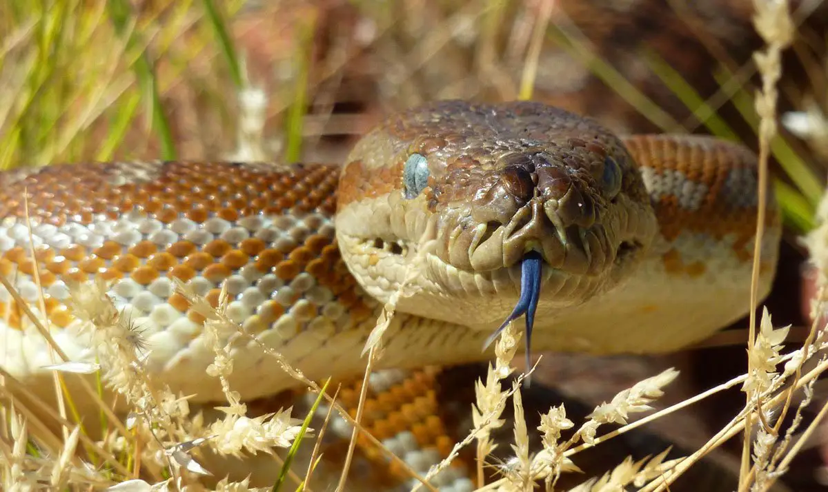 Bredli Python | The Animal Facts | Appearance, Diet, Habitat, Behavior