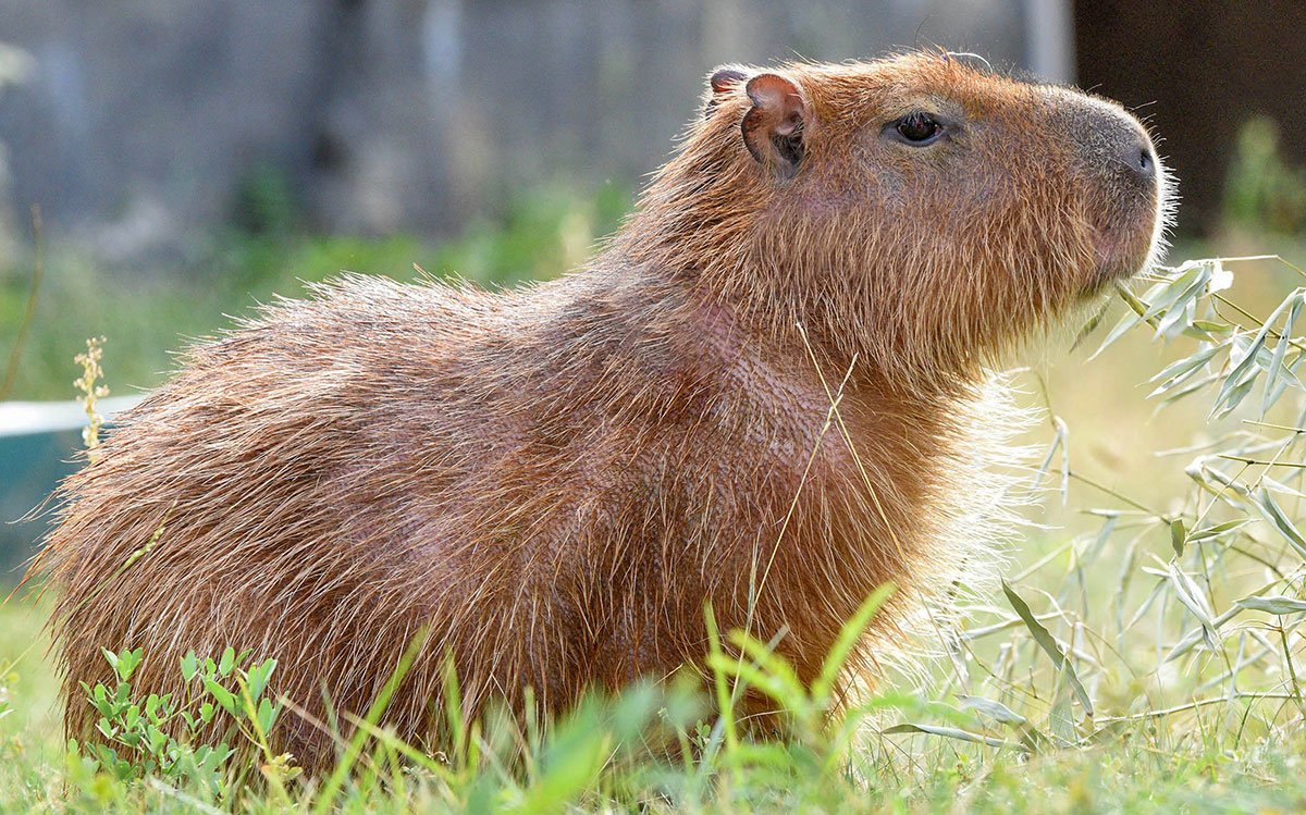 Capybara New Arrivals at Brookfield Zoo