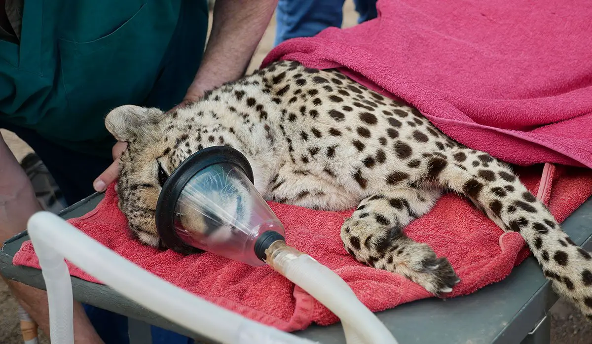 Cat Health Checks Monarto Safari Park