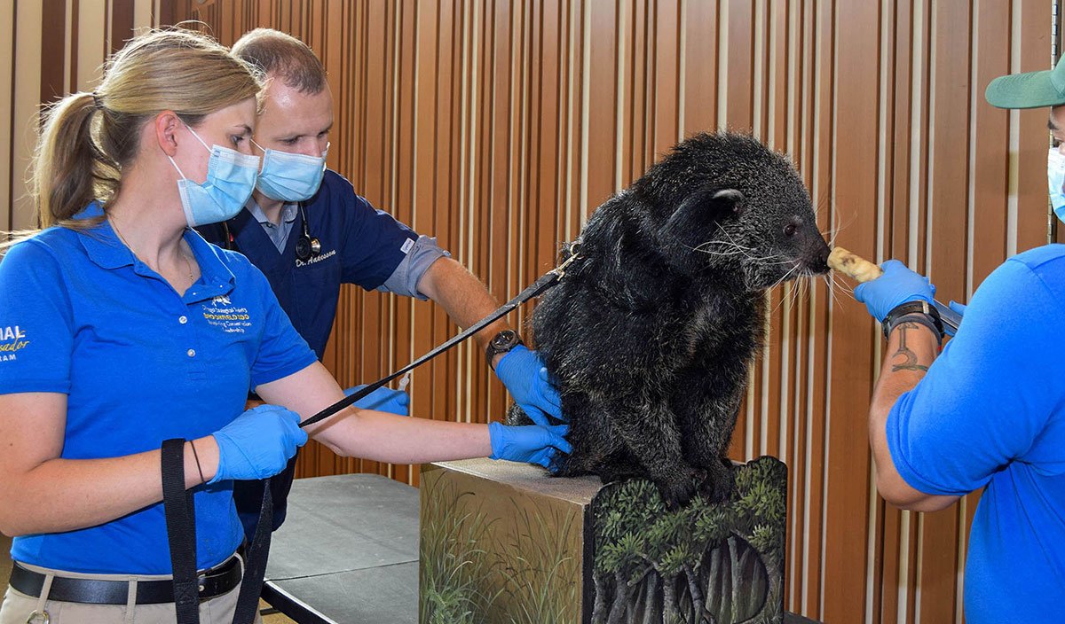 Covid Vaccines for Brookfield Zoo Animals