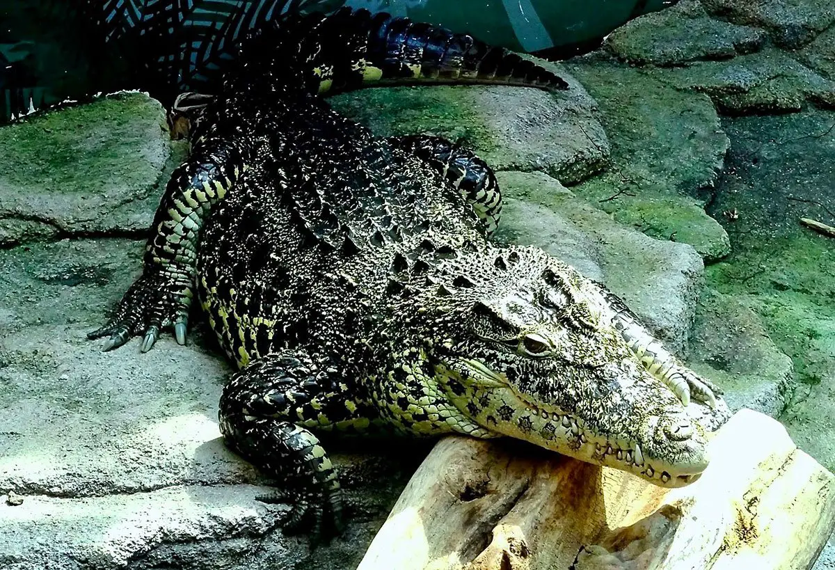 Cuban crocodile  Smithsonian's National Zoo and Conservation Biology  Institute