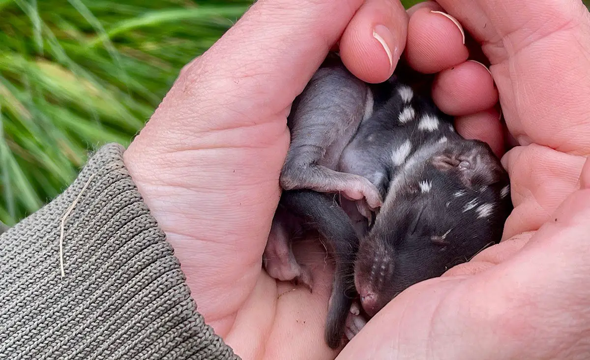Eastern Quoll Breeding Aussie Ark