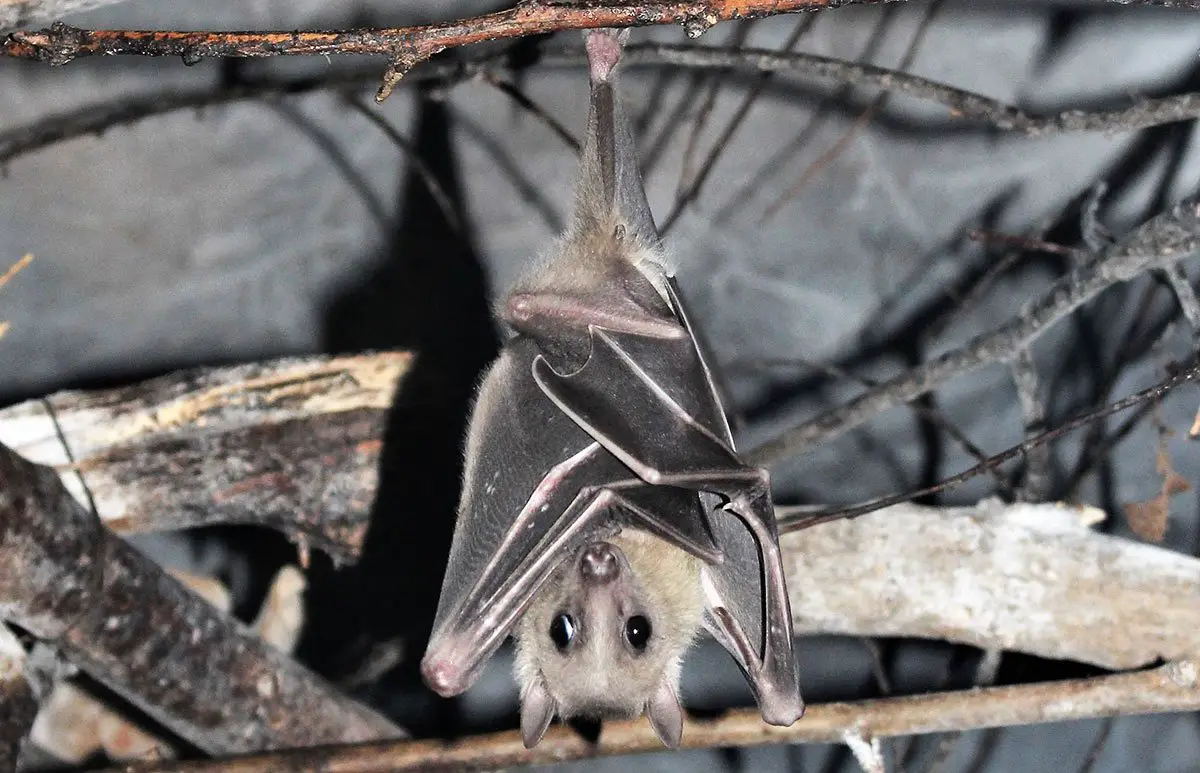 Egyptian Fruit Bat The Animal Facts Appearance, Diet, Habitat, Behavior