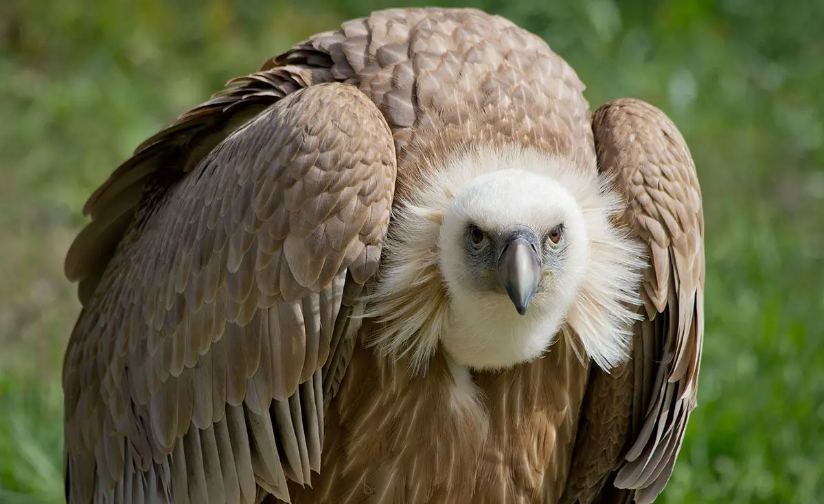 Griffon Vulture The Animal Facts Appearance, Diet, Habitat, Behavior