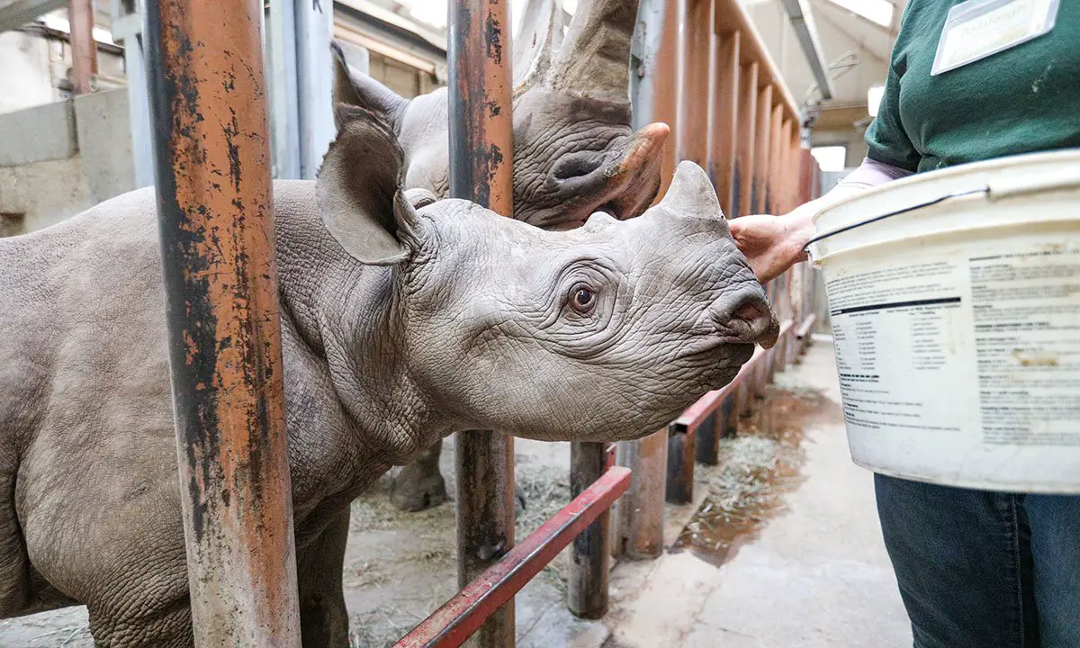 Jaali Rhino Move Potter Park Zoo