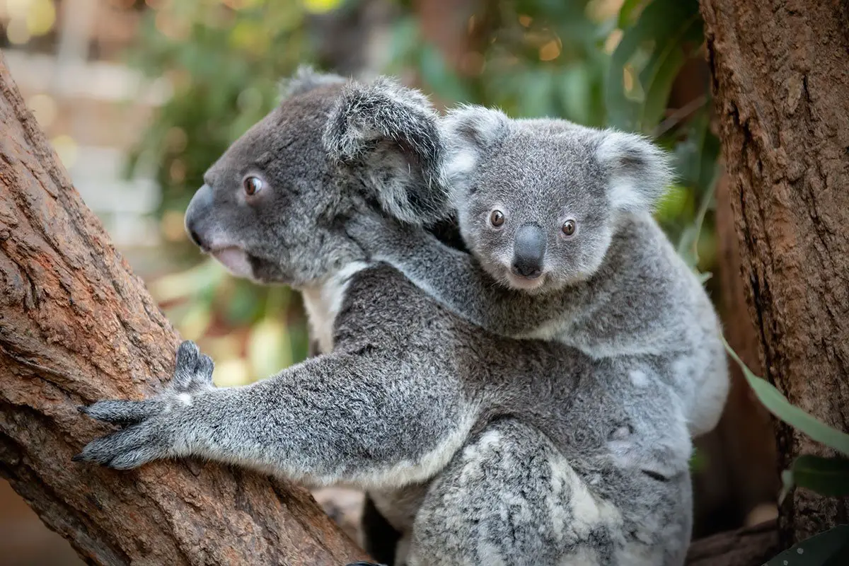 Kalani Koala Joey at Australia Zoo