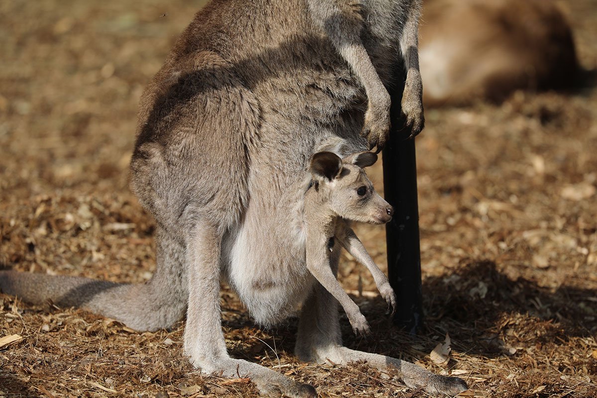 Kangaroo Joeys first Hops Australian Reptile Park