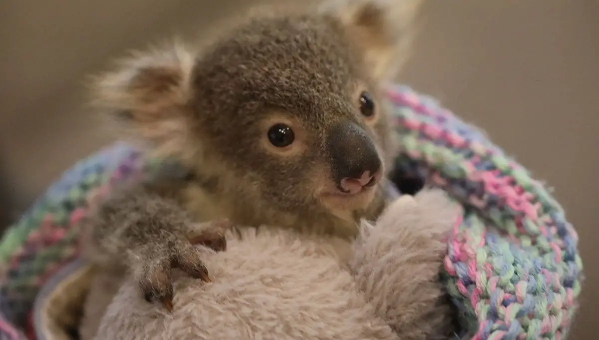 koala joey Archives - The Animal Facts