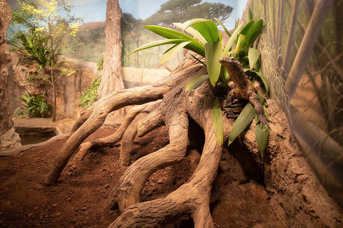 New Komodo Dragon Habitat at Woodland Park Zoo