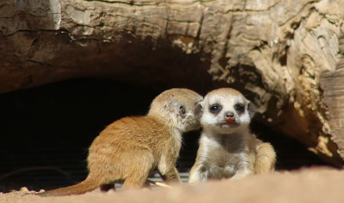 Meerkat Pups at Taronga Western Plains Zoo
