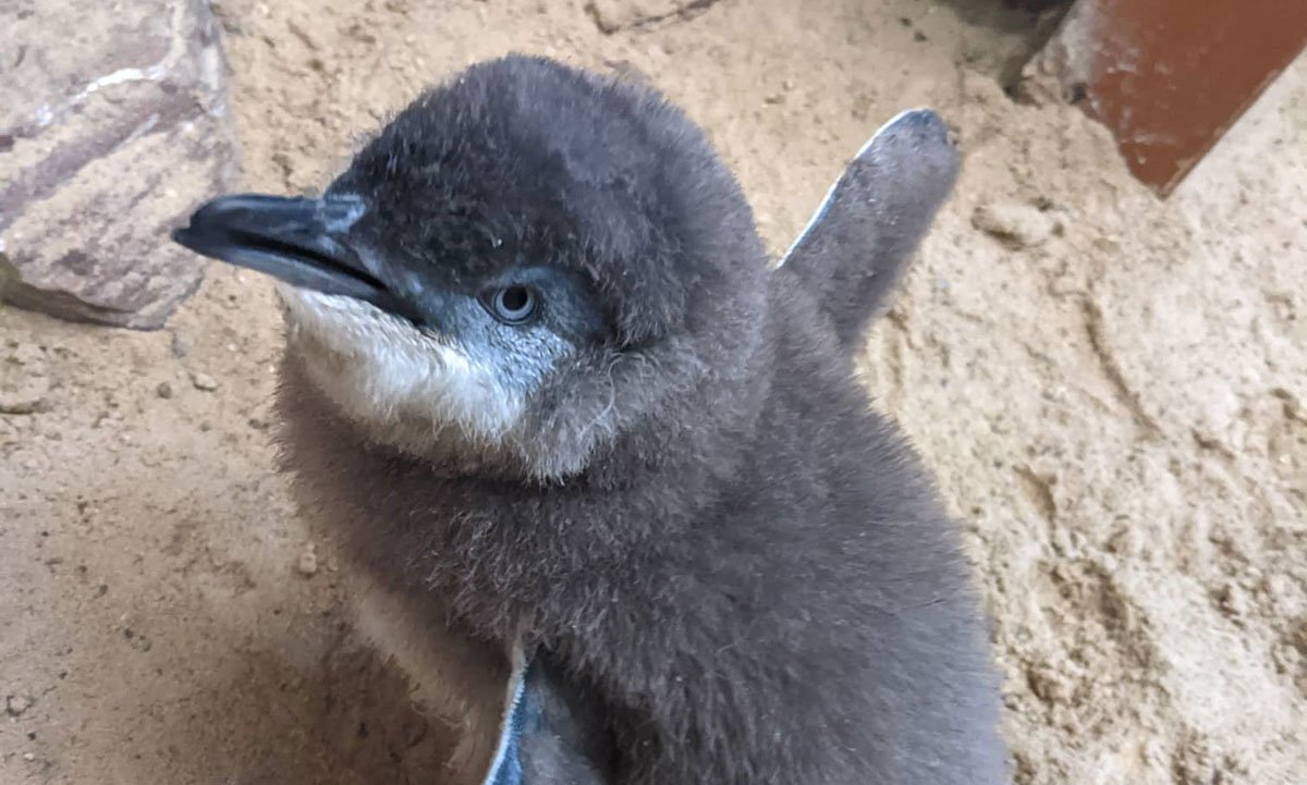 Little Penguin Chick at Adelaide Zoo