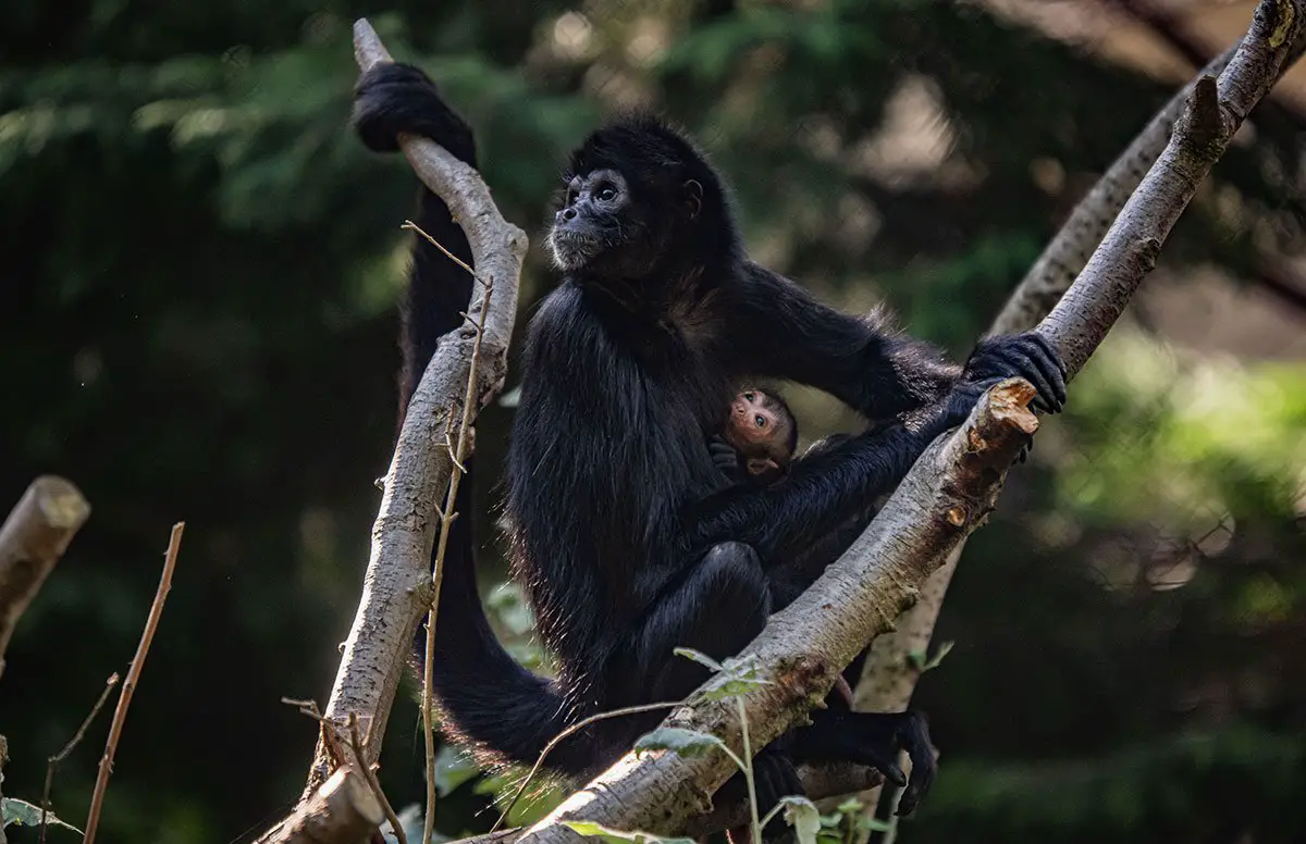 Spider Monkey Infant at Chester Zoo