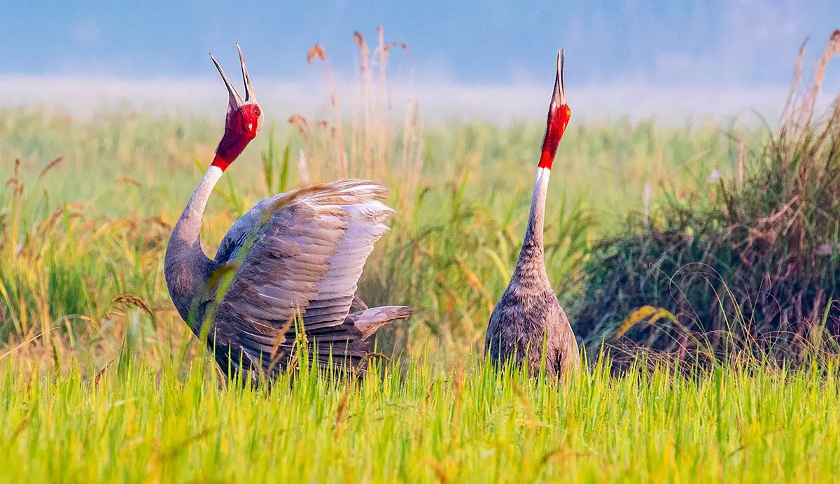 sarus-crane-the-animal-facts-appearance-diet-habitat-behavior