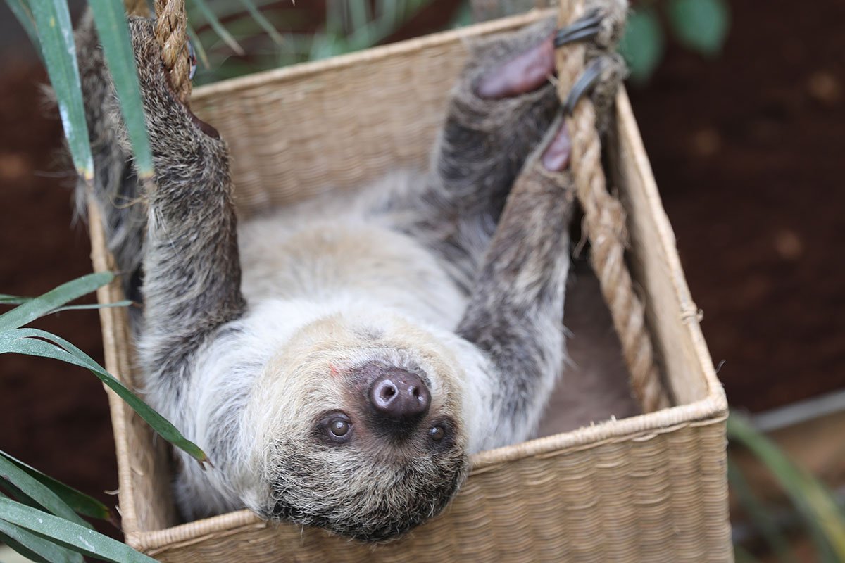 Scotland's Only Sloths at Edinburgh Zoo