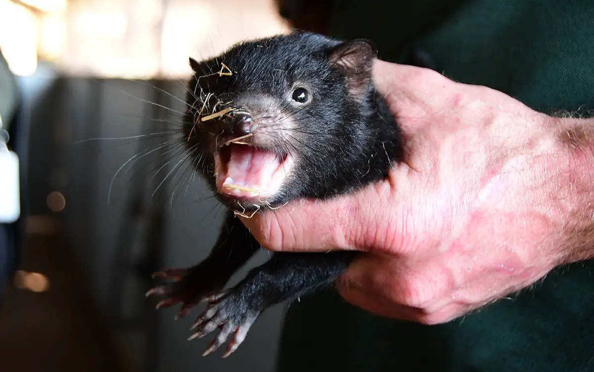 Tasmanian Devil Health Check Monarto Safari Park