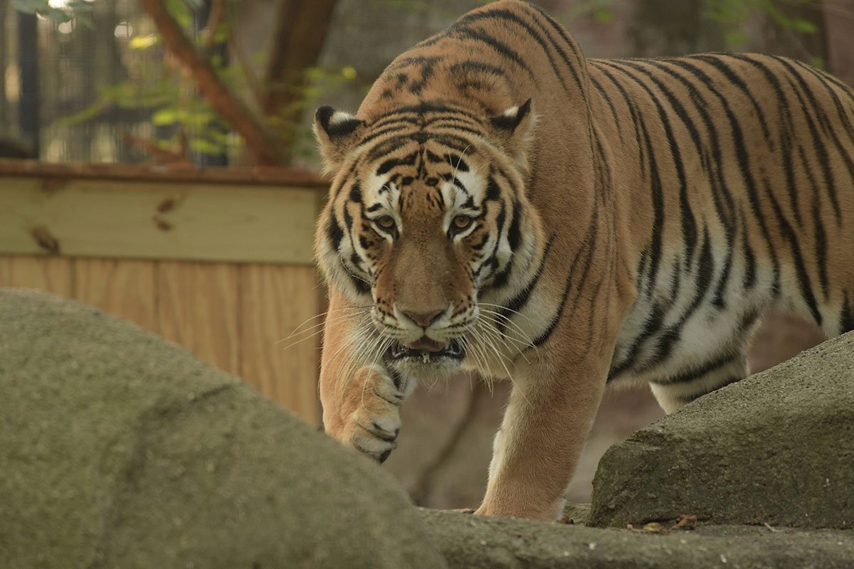 Timmy the Amur tiger at Potter Park Zoo