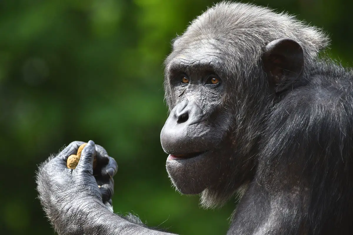 Chimpanzee Covid-19 Vaccine Saint Louis Zoo