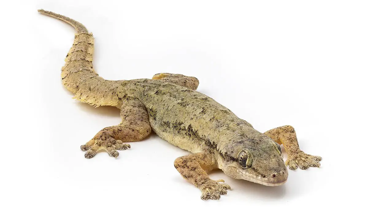 Common House Gecko - The Animal Facts - Appearance, Diet, Habitat