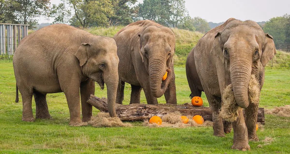 Trick or Treat at ZSL Whipsnade Zoo