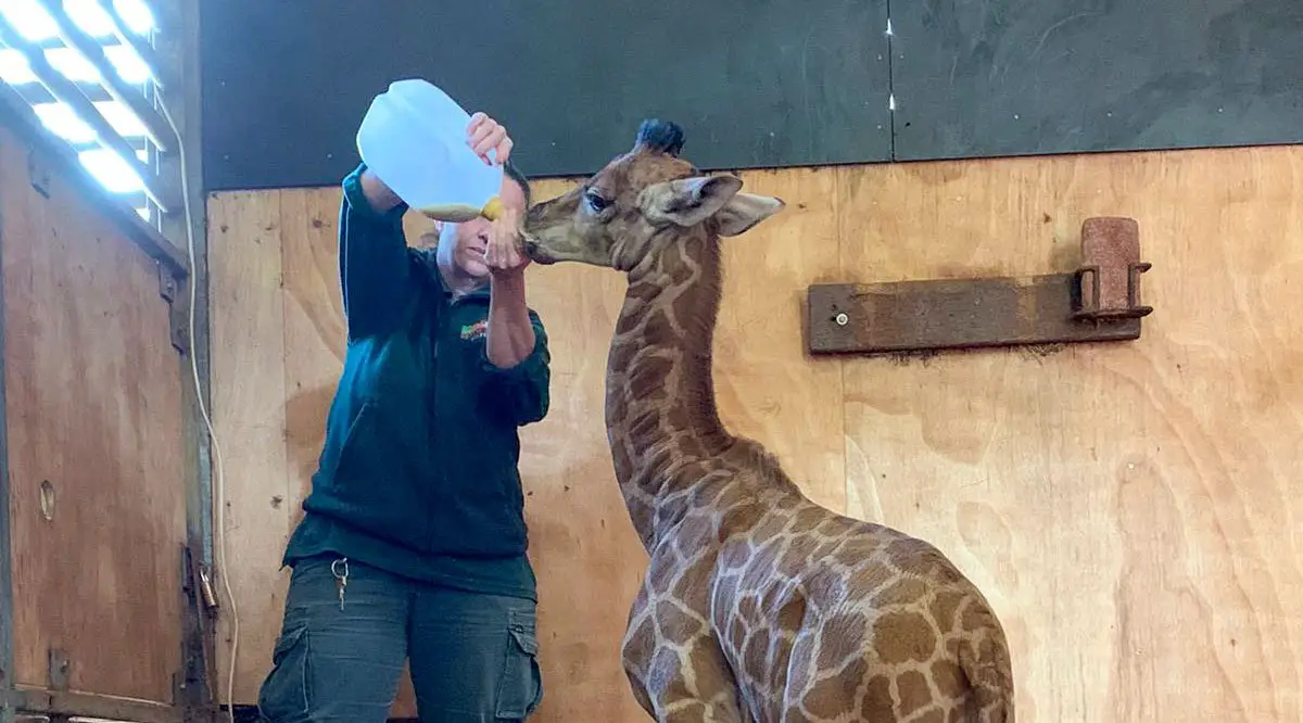 Giraffe Calf Hand-Rearing Perth Zoo