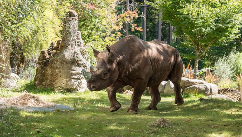 King the Rhino at Oregon Zoo
