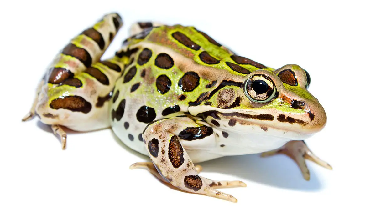 Northern Leopard Frog The Animal Facts Appearance, Diet, Habitat